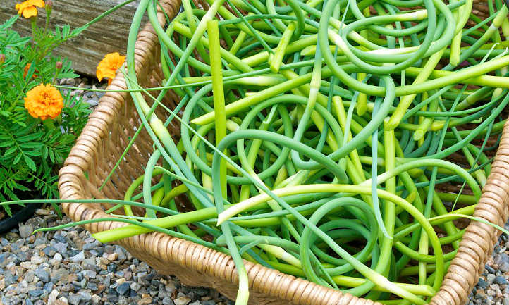 Garlic scapes
