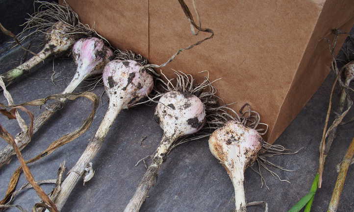 Hardneck garlic