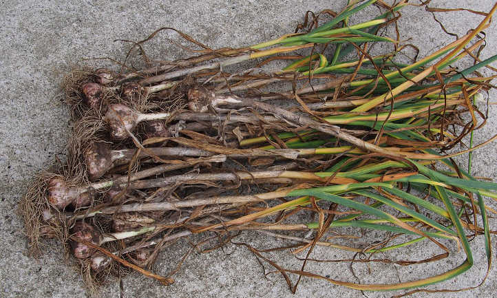 Harvested garlic