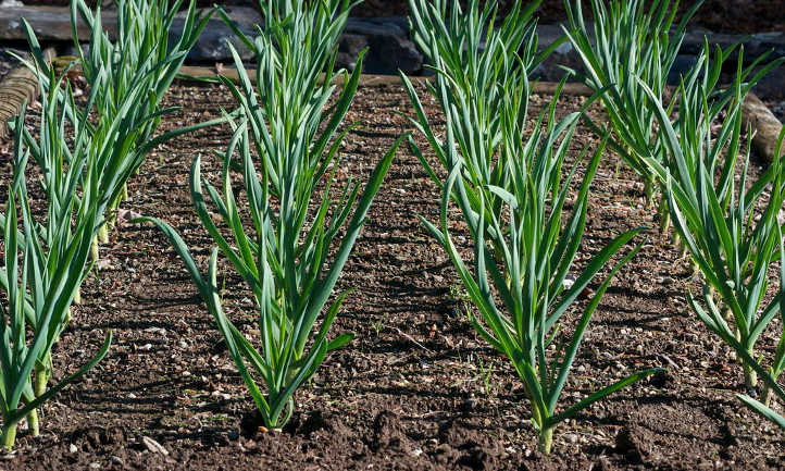 hard neck garlic bulbs for planting