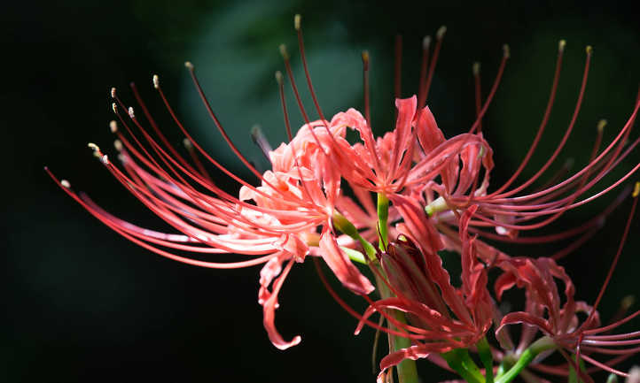 Side view of equinox flower