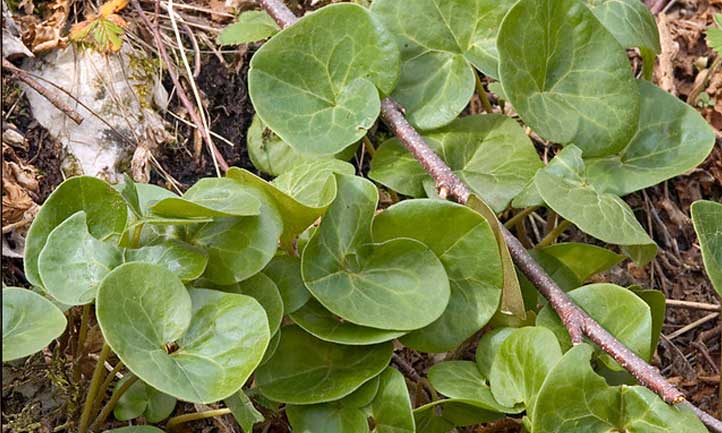 Asarum europaeum on the ground