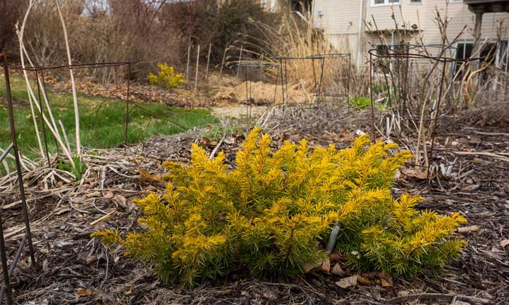 The 'All Gold' variety packs a nice pop of color against a darker mulch
