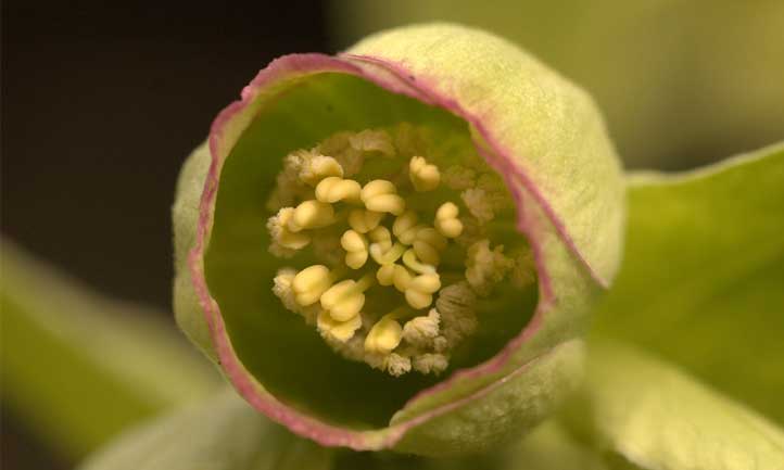 The winter-blooming flowers are a nice change of pace from typical winter plants
