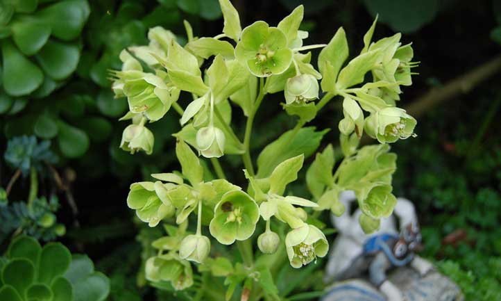 A striking cold-weather bloomer, stinking hellebore is a must-plant in your garden