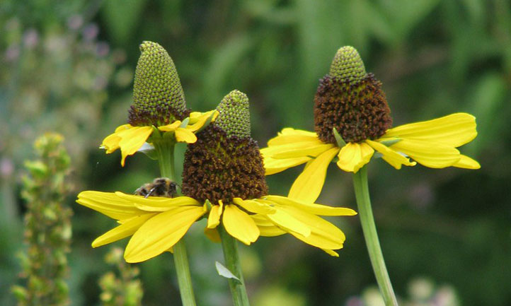 A cluster of giant coneflowers