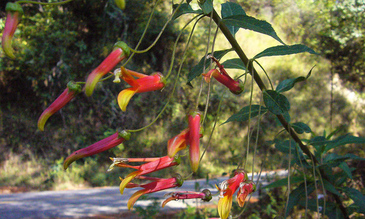 Mexican Cardinal Flower along Sierra del Sur