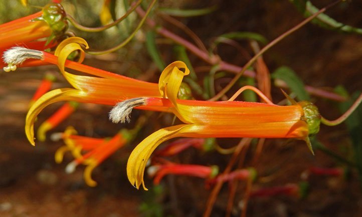 Flower of the Lobelia laxiflora, perfect for hummingbirds