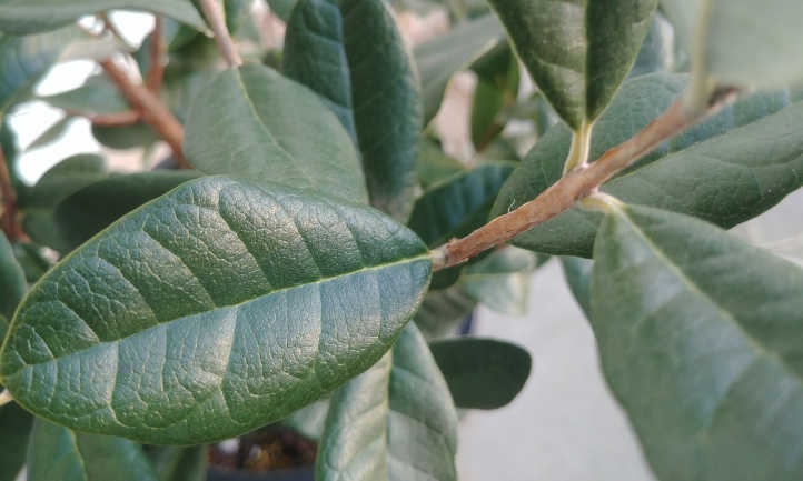 Mature feijoa leaves