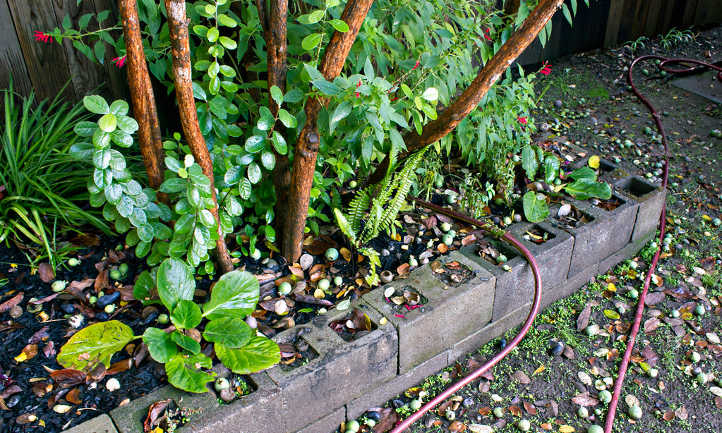 Mature feijoa tree with fallen fruit