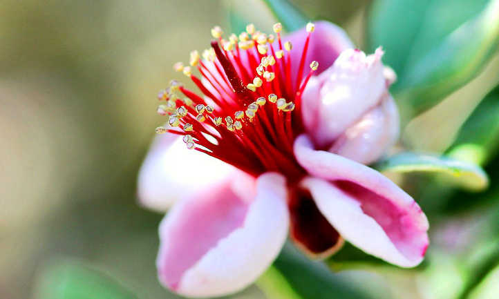 Pineapple guava tree flower