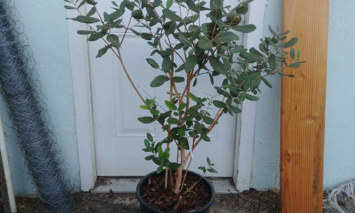 Pineapple guava tree in training