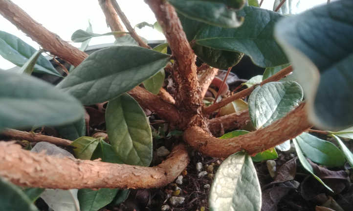 Trunk of shrub with offshoots