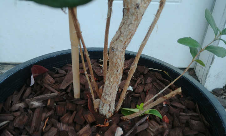 Trunk of tree with offshoots