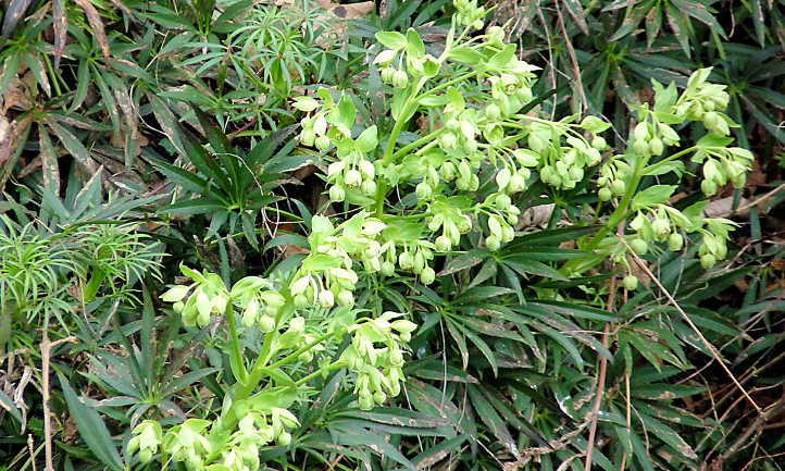 Helleborus foetidus flowers and foliage