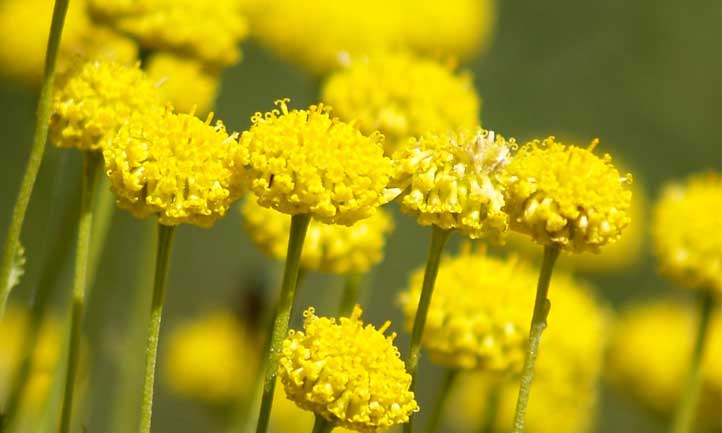 Yellow button-like flowers are a staple of Santolina chamaecyparissus