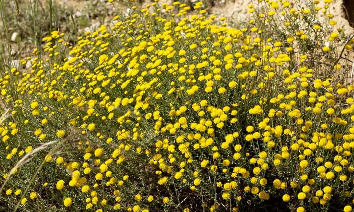 Cotton lavender in a natural xeriscape habitat