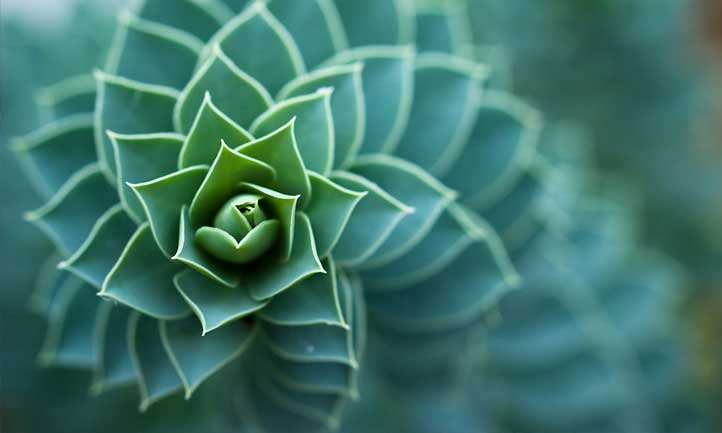 Close-up of Euphorbia myrsinites