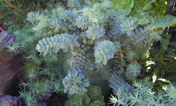 Large donkey tail spurge plant growing in the garden