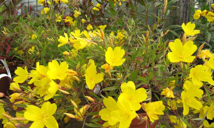 A carpet of Oenothera fruticosa evening primrose in the garden.