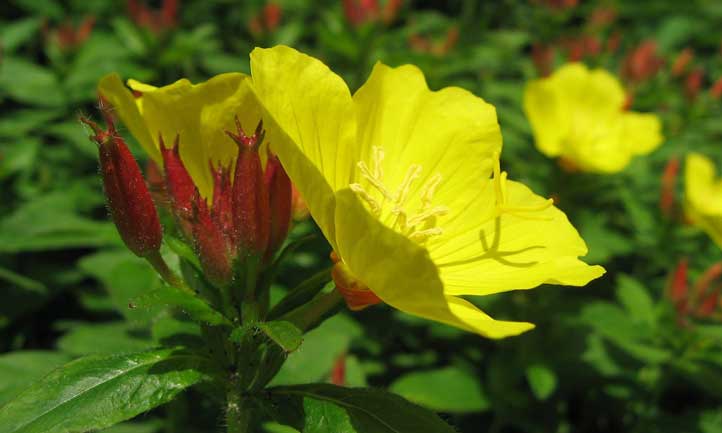 Gorgeous yellow cup-shaped leaves
