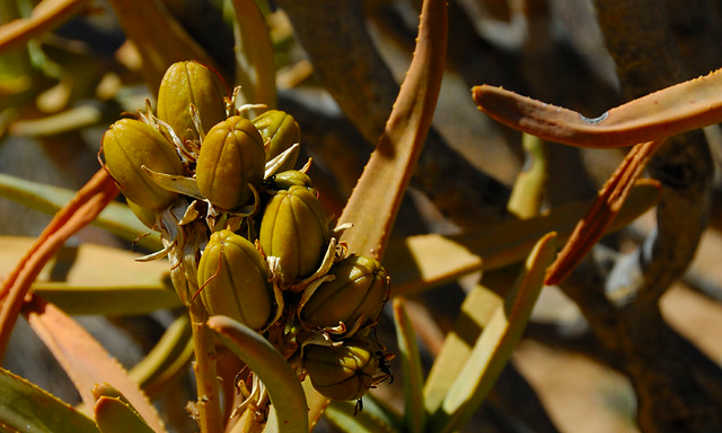 Aloe ramosissima seed pods