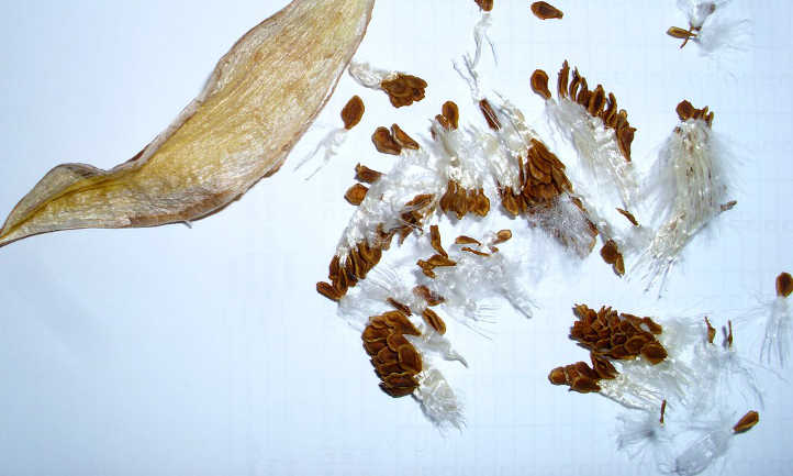 Orbea variegata seeds and pod