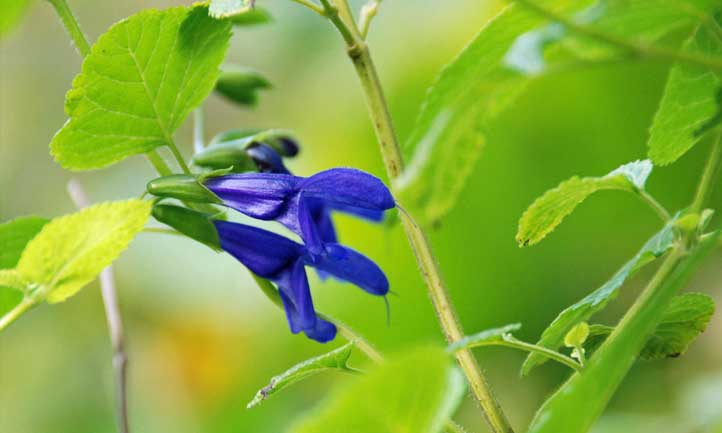 Close up of black and blue salvia flower