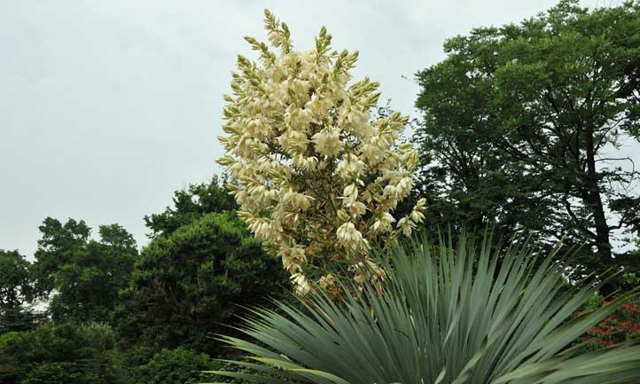 Beaked yucca flower spike