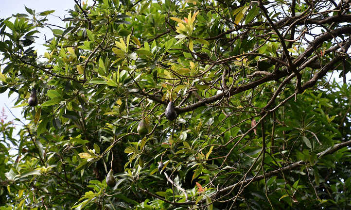 Avocado branch structure