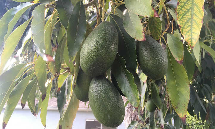 Cluster of Hass avocados