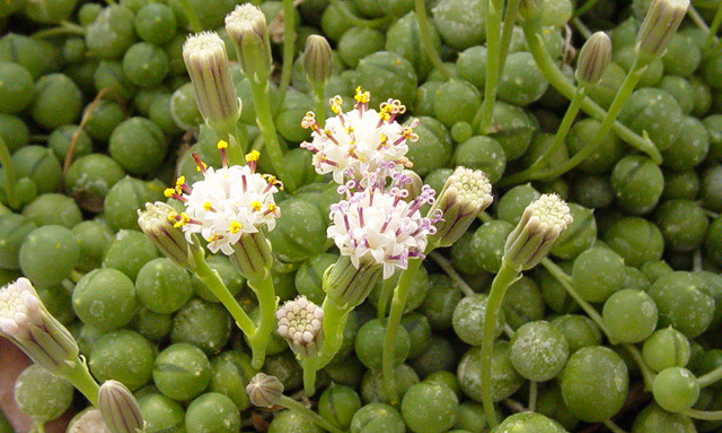 Senecio rowleyanus flowering