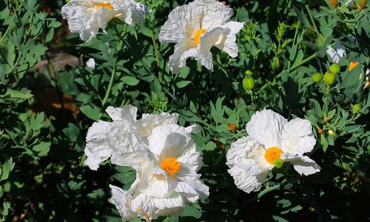 Coulter's Matilija Poppy