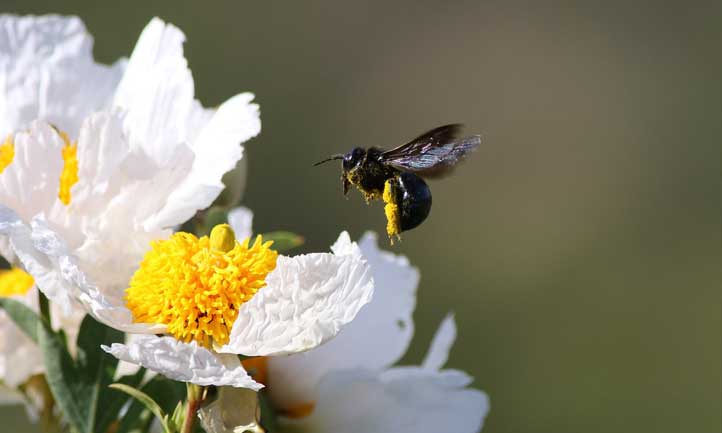 Romneya coulteri