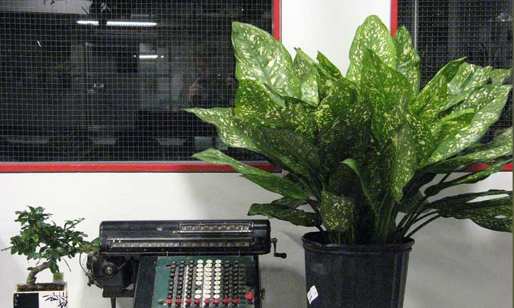 Dumbcane plant hanging out next to a typewriter