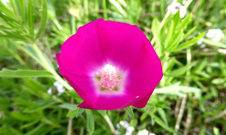 Callirhoe involucrata flower