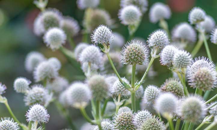 A gorgeous spread of Eryngium yuccifolium.