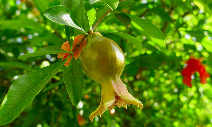 Green baby pomegranate