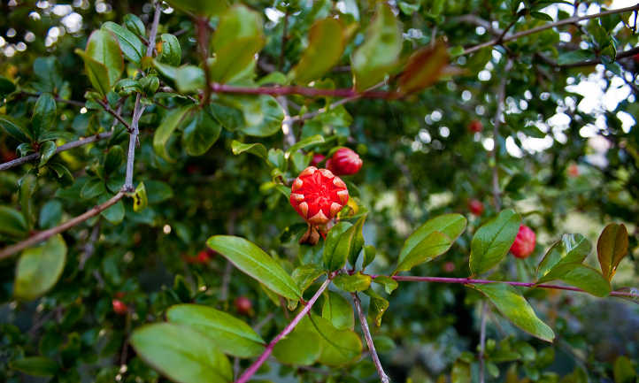 Pomegranate flower in bud stage