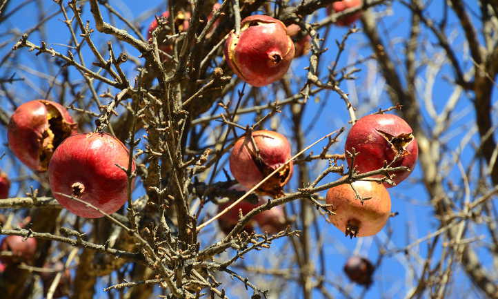 Pomegranates with bird damage