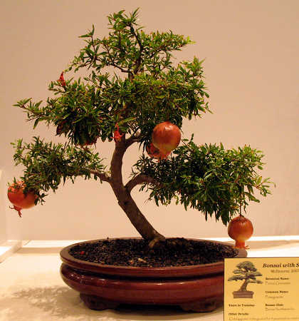Pomegranate tree bonsai