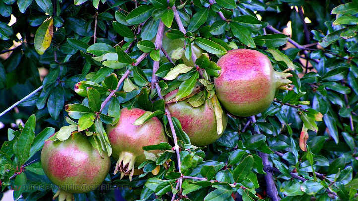 Ripening pomegranates