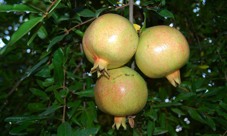 Unripe cluster on pomegranate tree