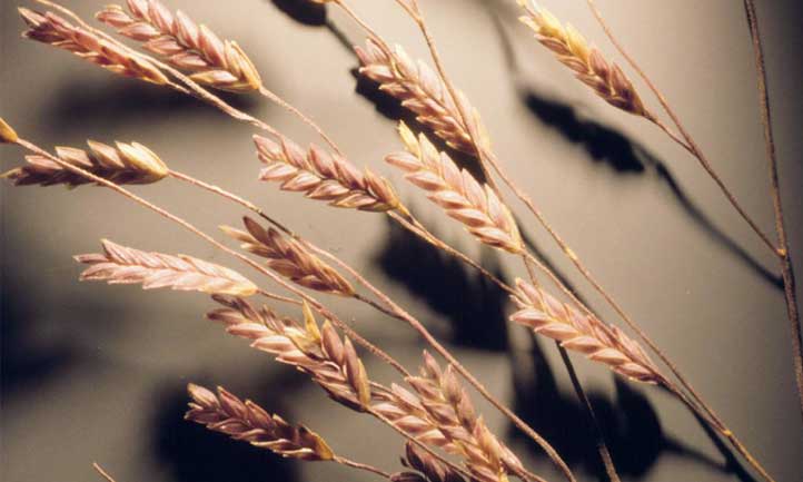 Close up of the seed heads of this gorgeous purple grass