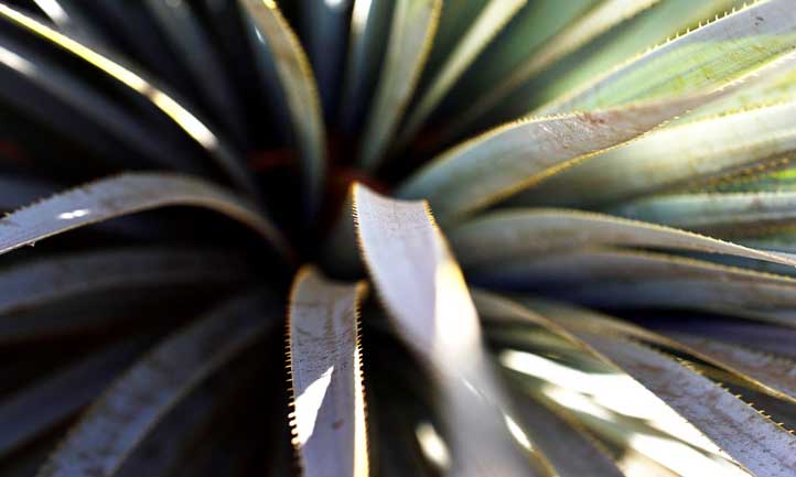 Close up of Dasylirion wheeleri leaves