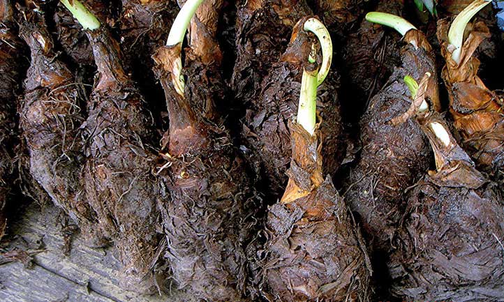 Corms of Colocasia esculenta ready for planting