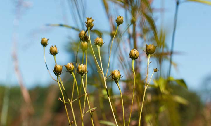 When not in bloom, it's clear how tall tickseed gets its common name