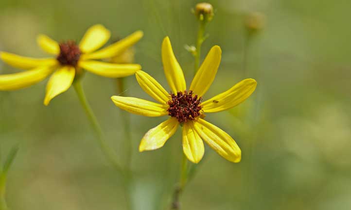 The color yellow makes a prominent appearance on these flowers