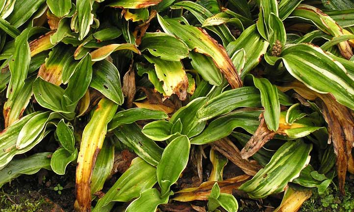 The clumped foliage of the sacred lily