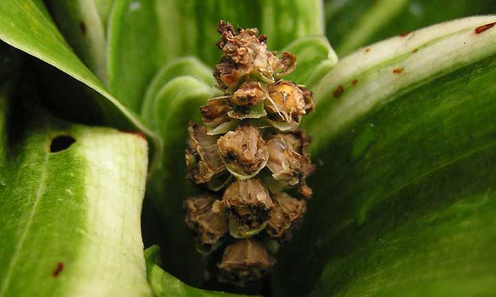 Seed head of Rohdea japonica,